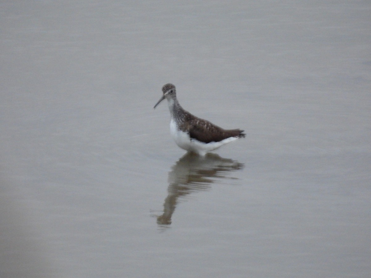 Green Sandpiper - ML587681001