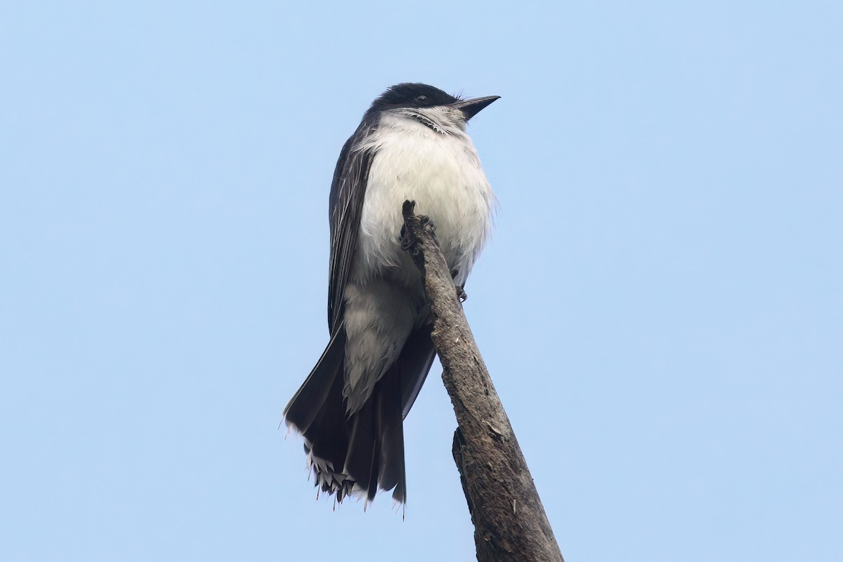 Eastern Kingbird - ML587681211