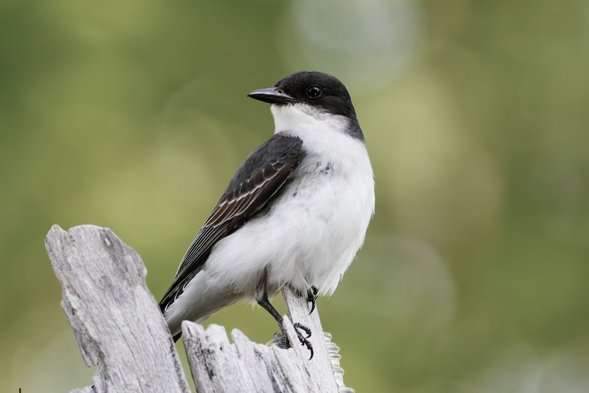 Eastern Kingbird - ML587681261