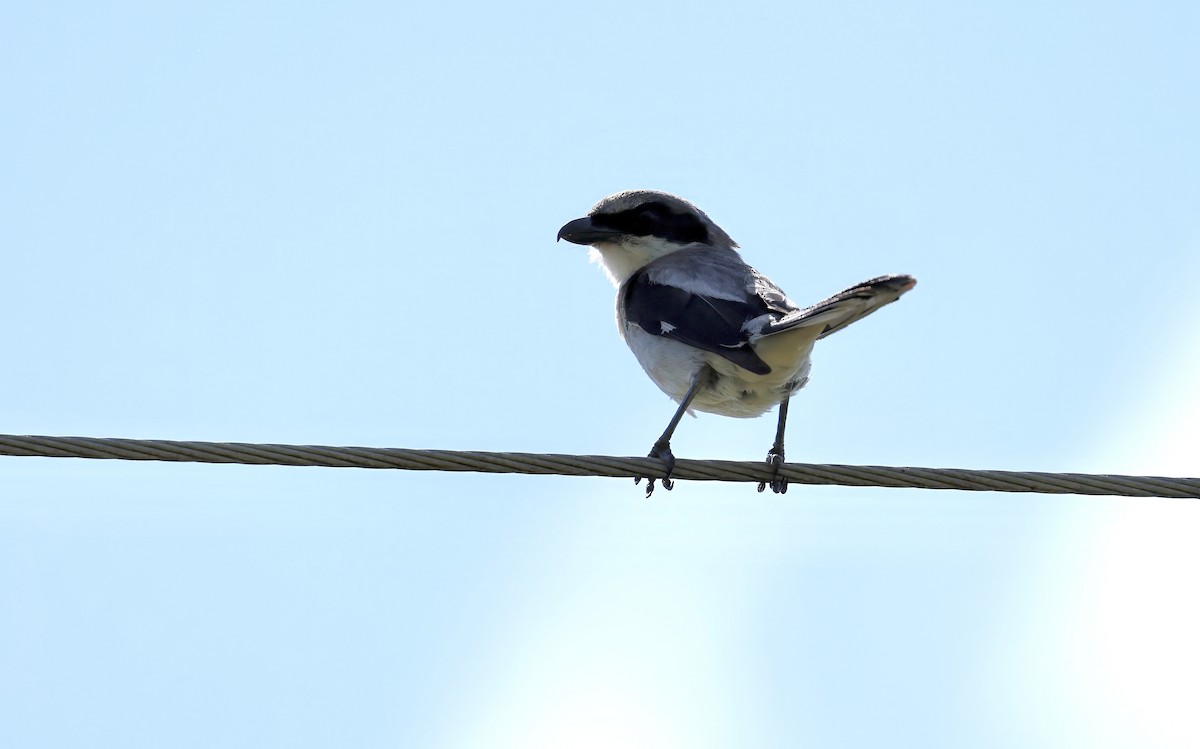 Loggerhead Shrike - Grace Simms  🐦‍⬛