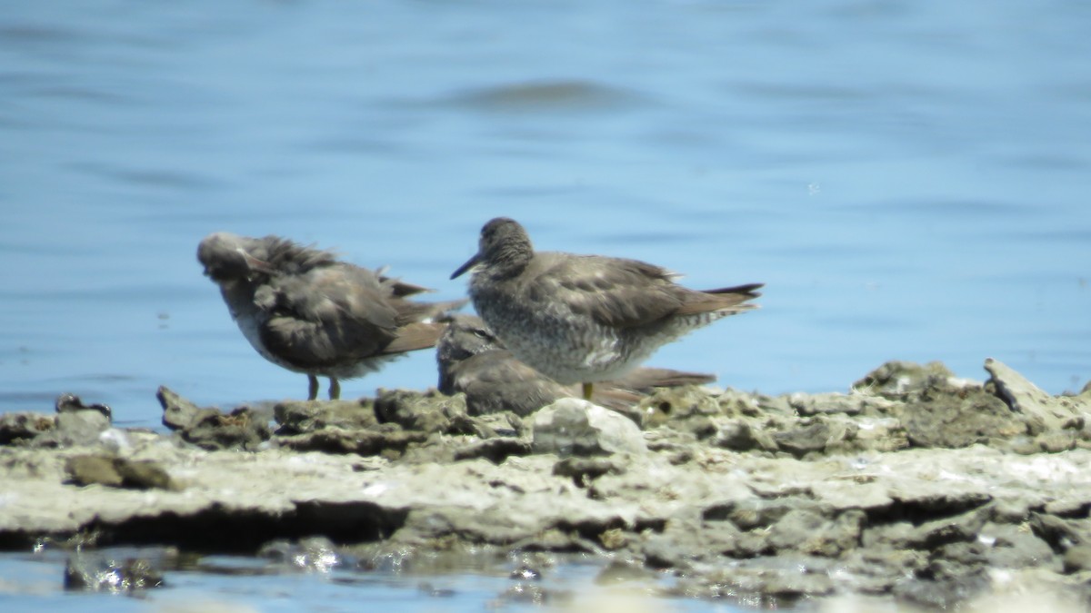 Wandering Tattler - ML58768291