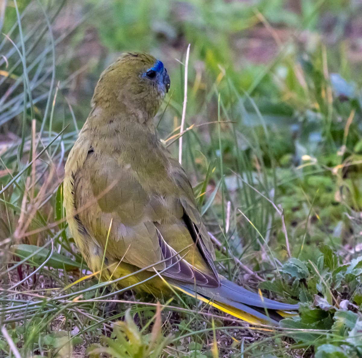 Rock Parrot - ML587683391