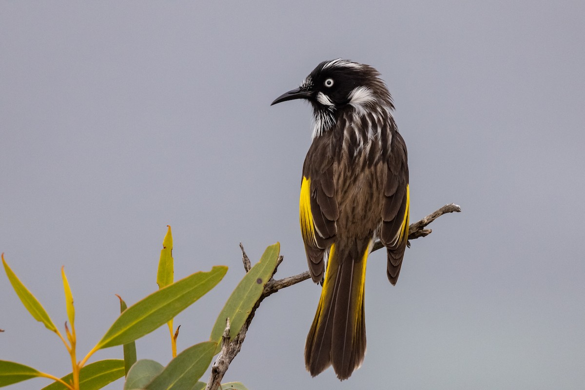 New Holland Honeyeater - ML587683491