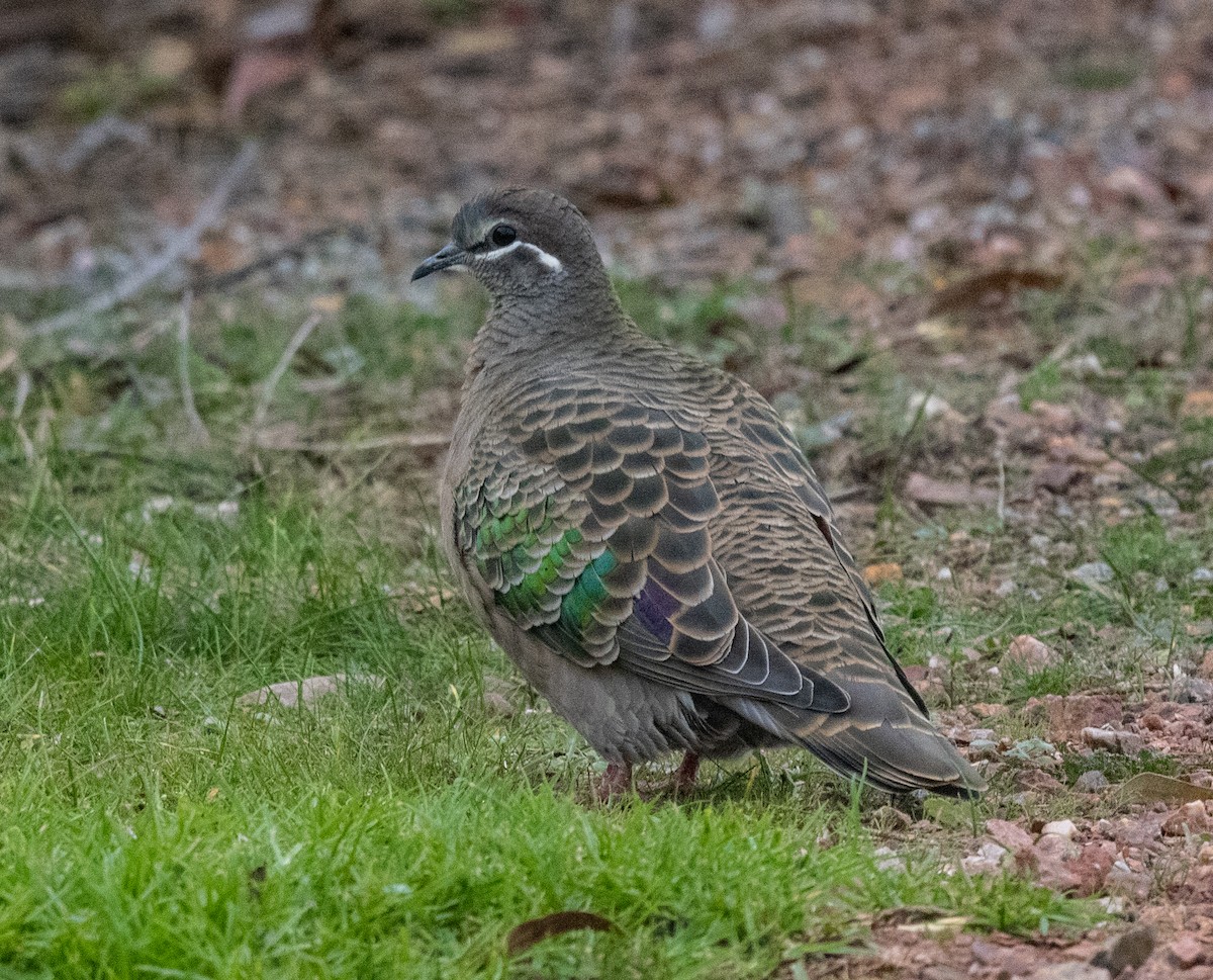 Common Bronzewing - ML587683631