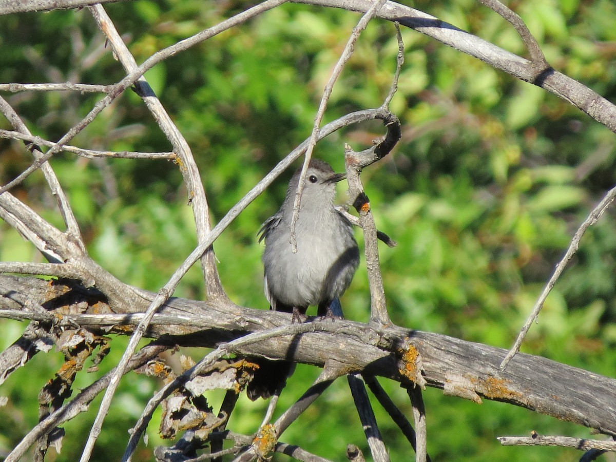 Gray Catbird - ML587684541