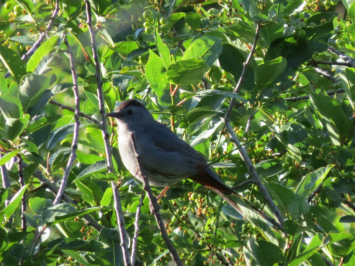 Gray Catbird - F Alvarez