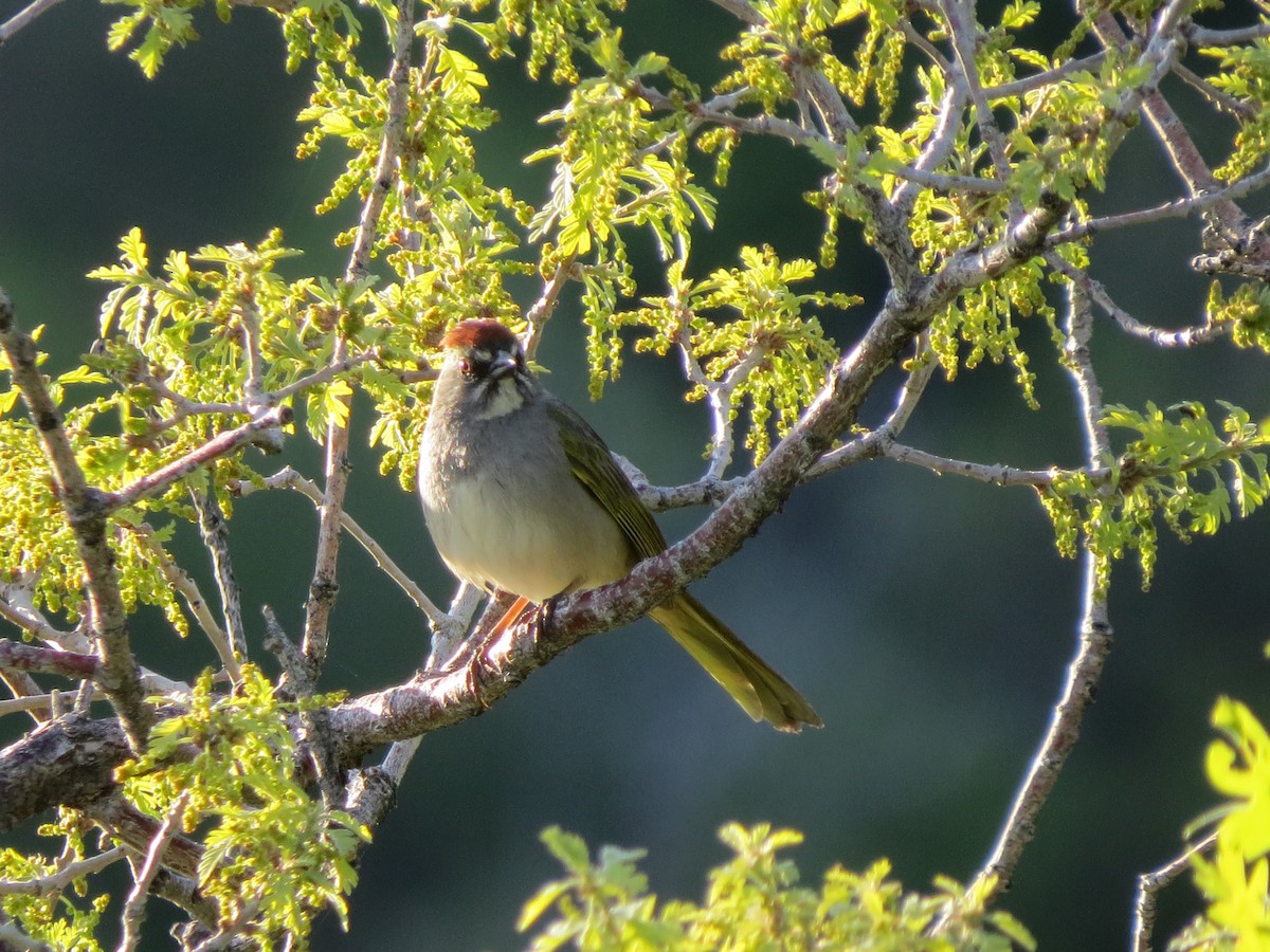 Green-tailed Towhee - ML587684941