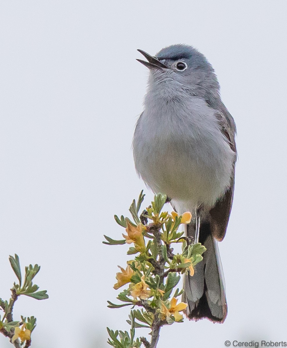 Blue-gray Gnatcatcher - ML587687081