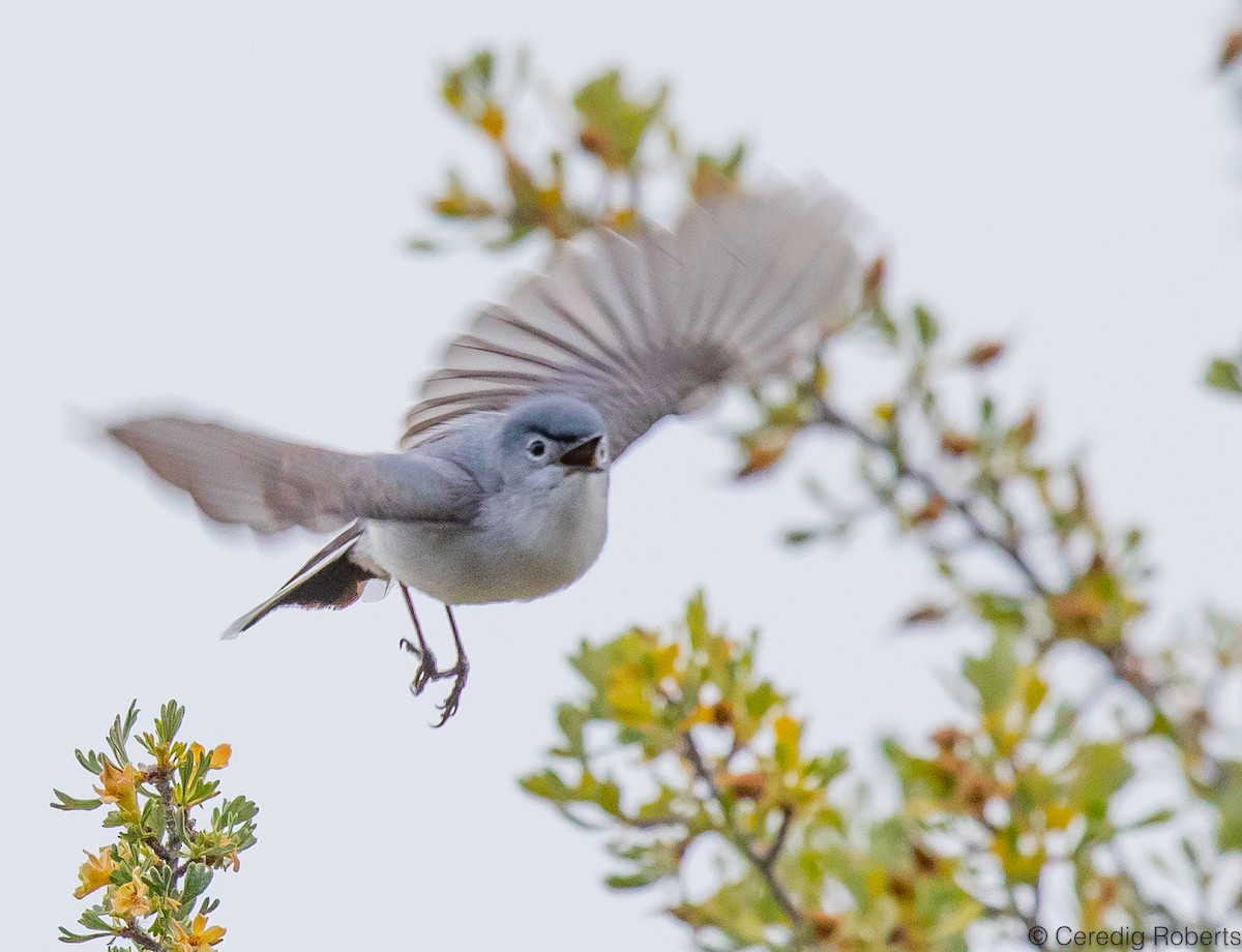 Blue-gray Gnatcatcher - ML587687091