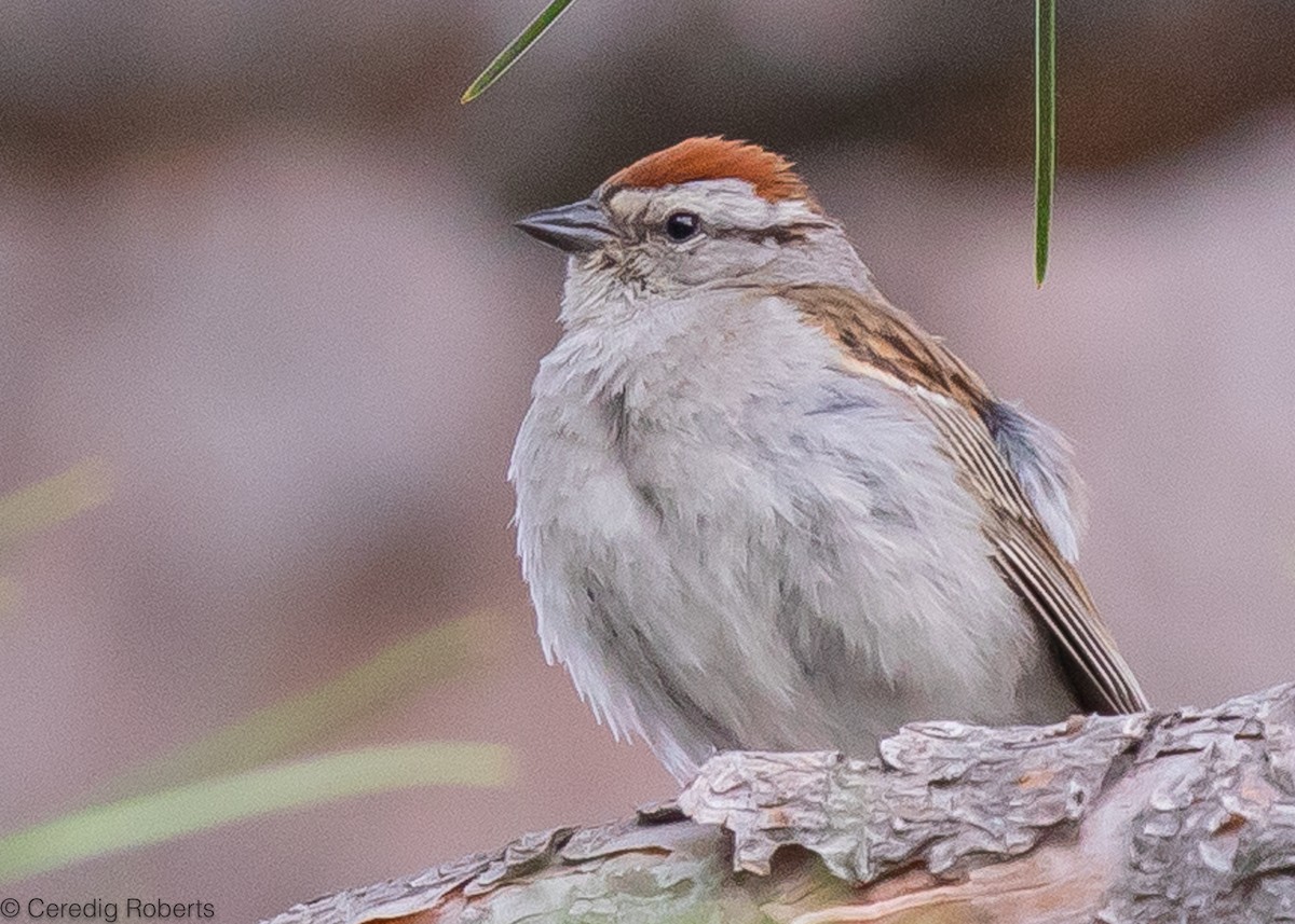 Chipping Sparrow - ML587687251