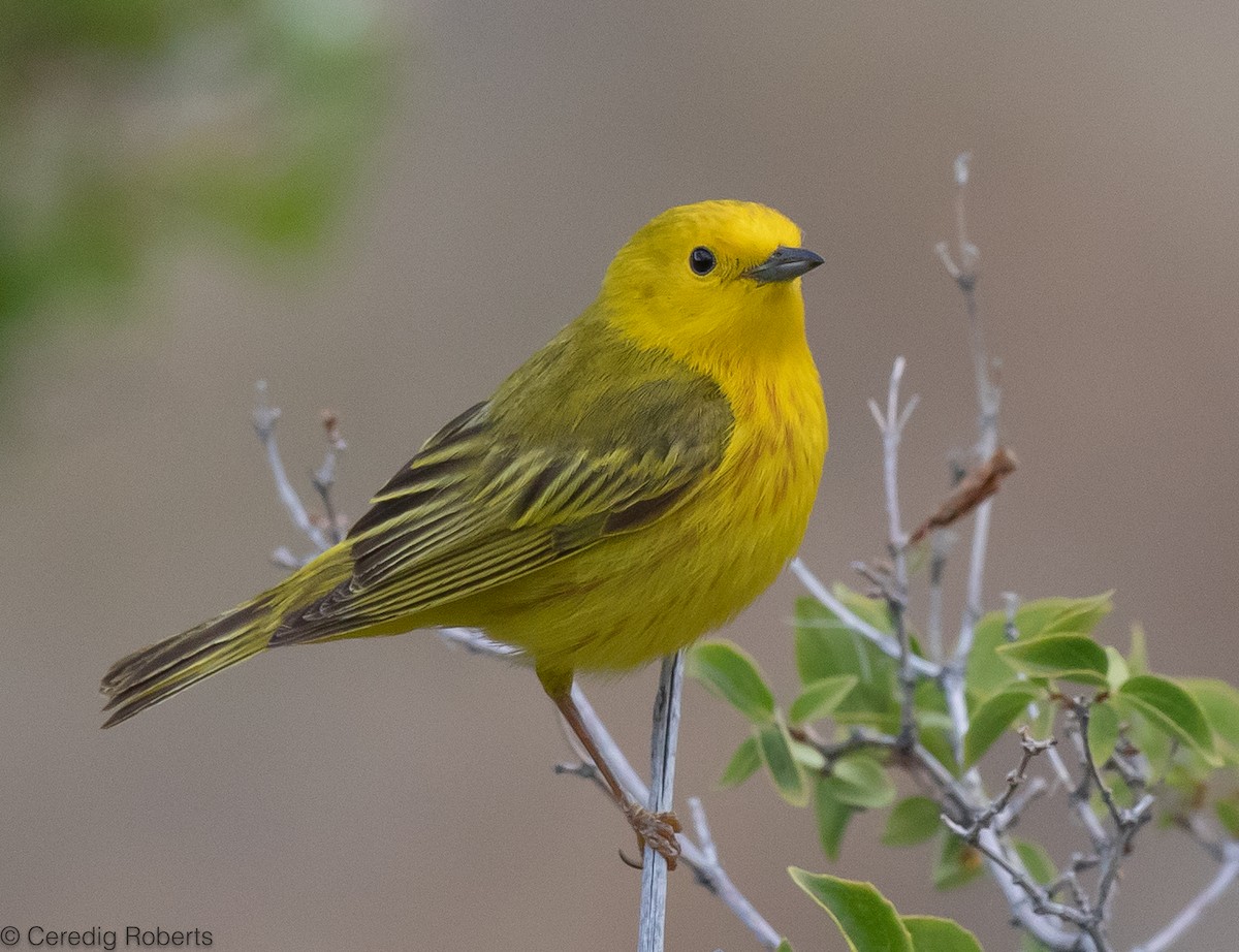 Yellow Warbler - ML587687291