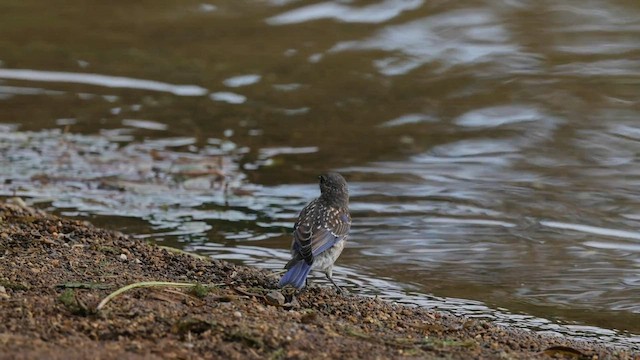 Eastern Bluebird - ML587687721