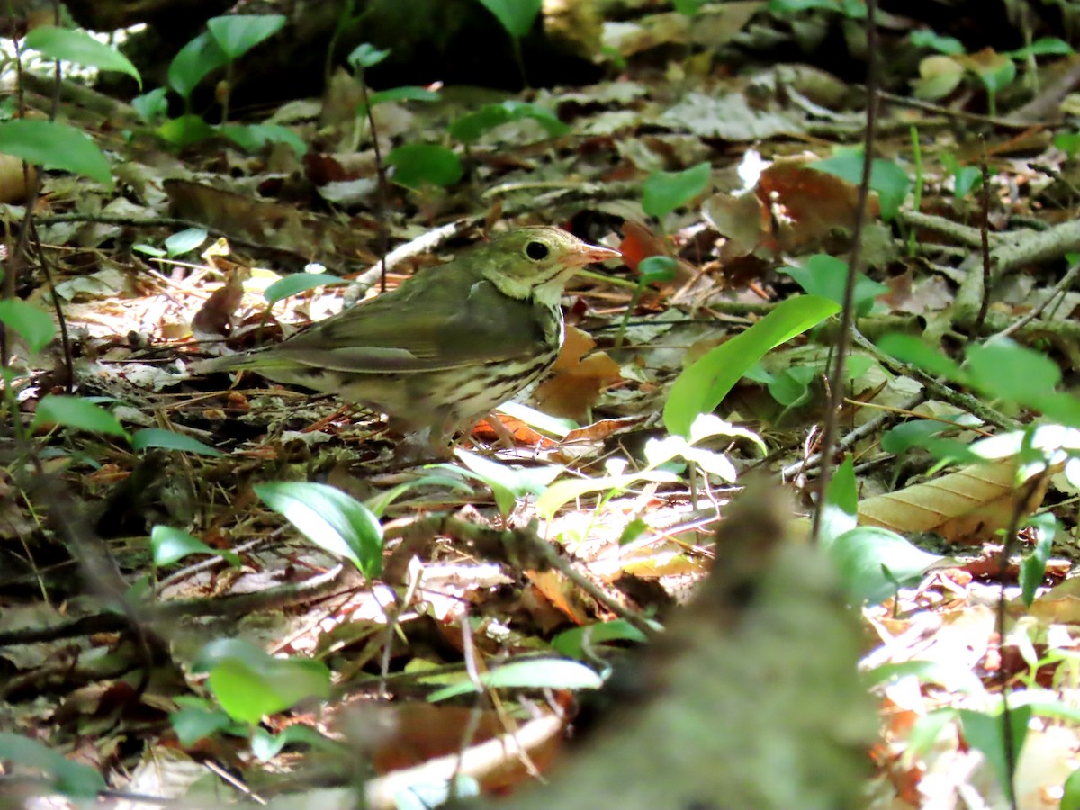 Ovenbird - ML587687731