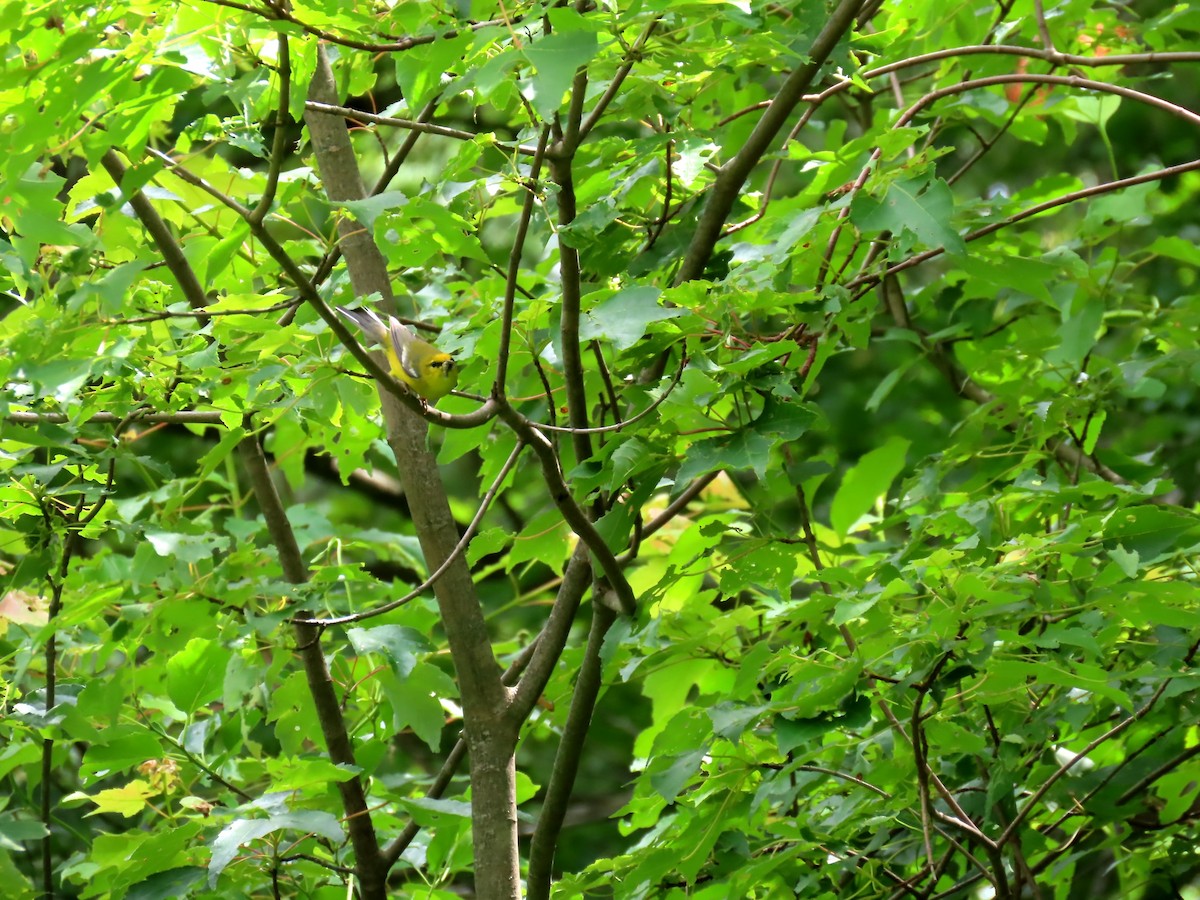 Blue-winged Warbler - Ian Pepper