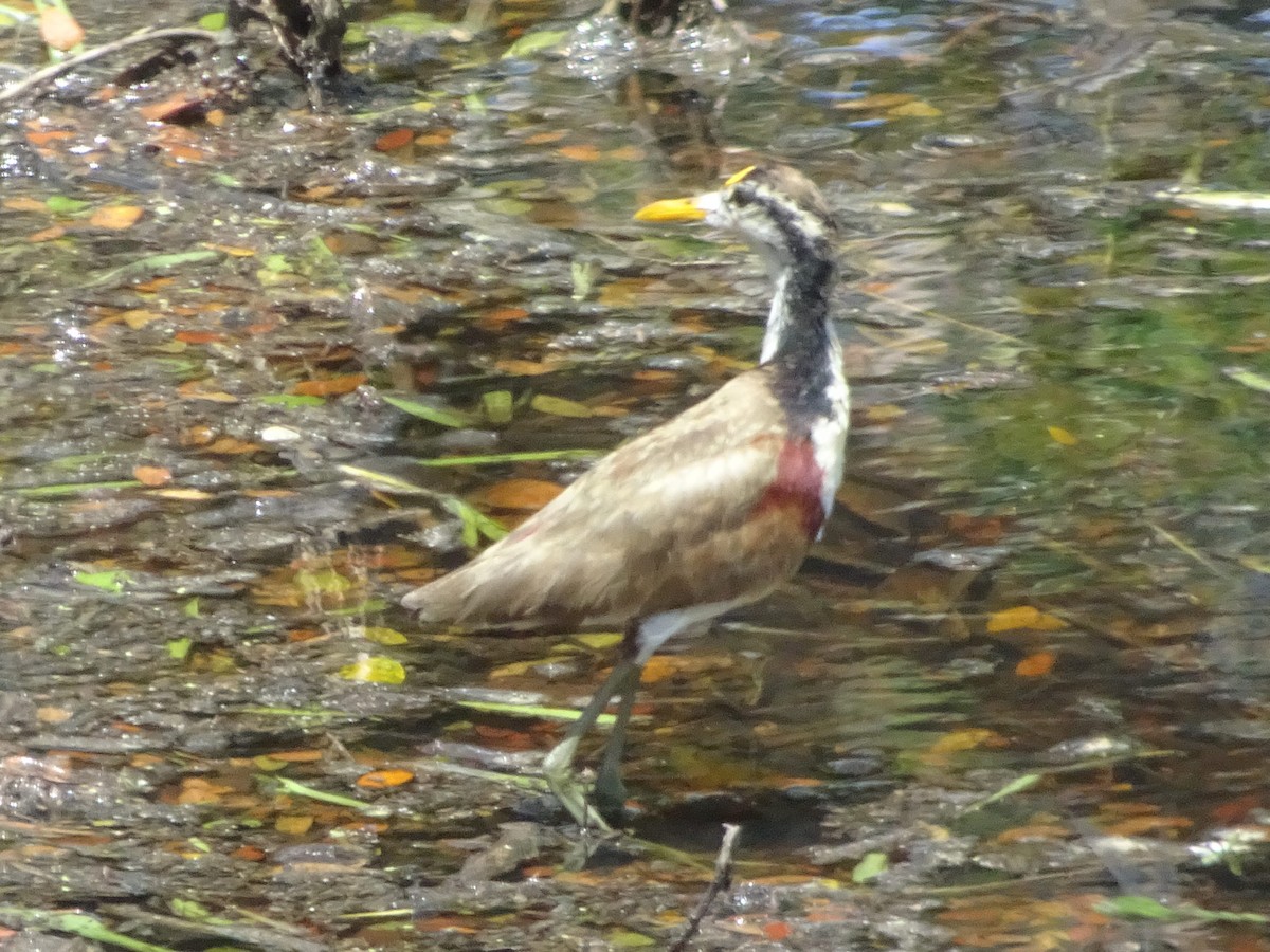 Northern Jacana - ML587687821