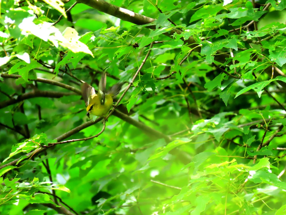 Blue-winged Warbler - Ian Pepper