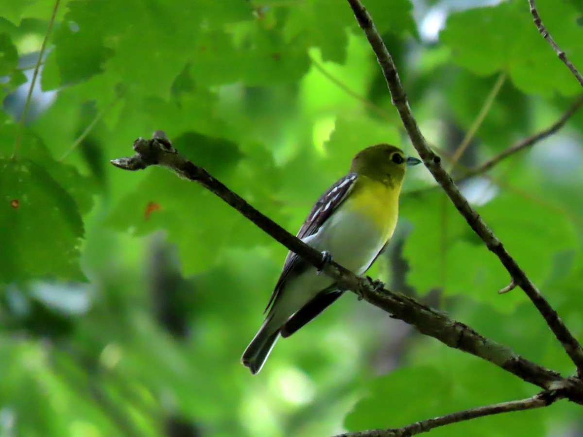 Yellow-throated Vireo - ML587687941