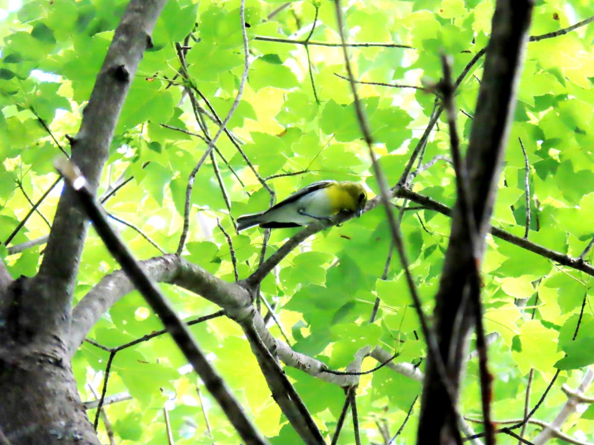 Yellow-throated Vireo - ML587687971