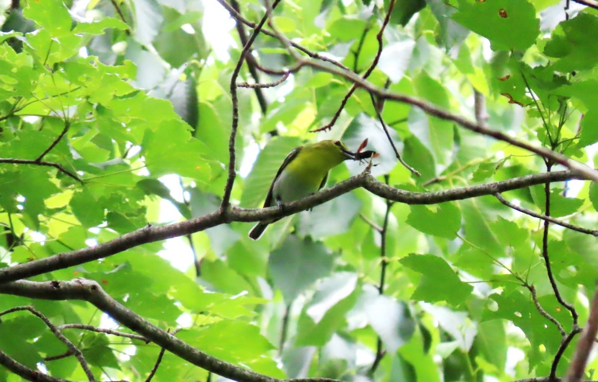 Yellow-throated Vireo - ML587688051