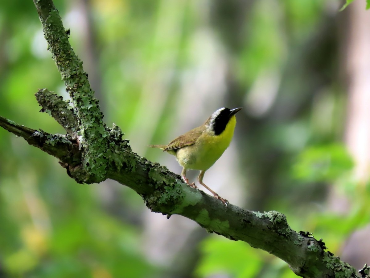 Common Yellowthroat - ML587688391