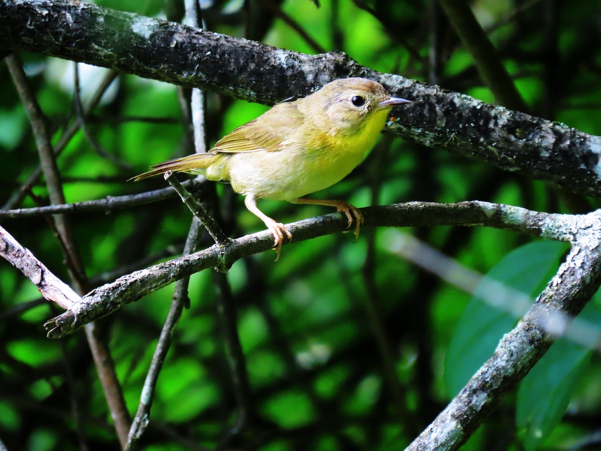 Common Yellowthroat - ML587688471