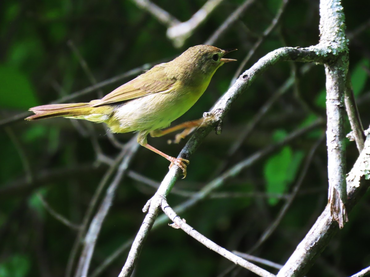 Common Yellowthroat - ML587688841