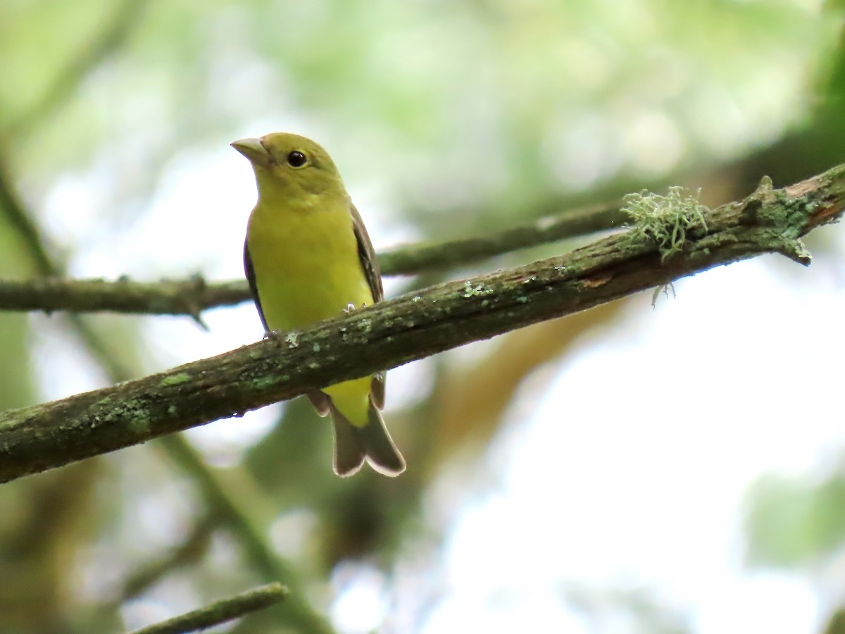 Scarlet Tanager - Ian Pepper