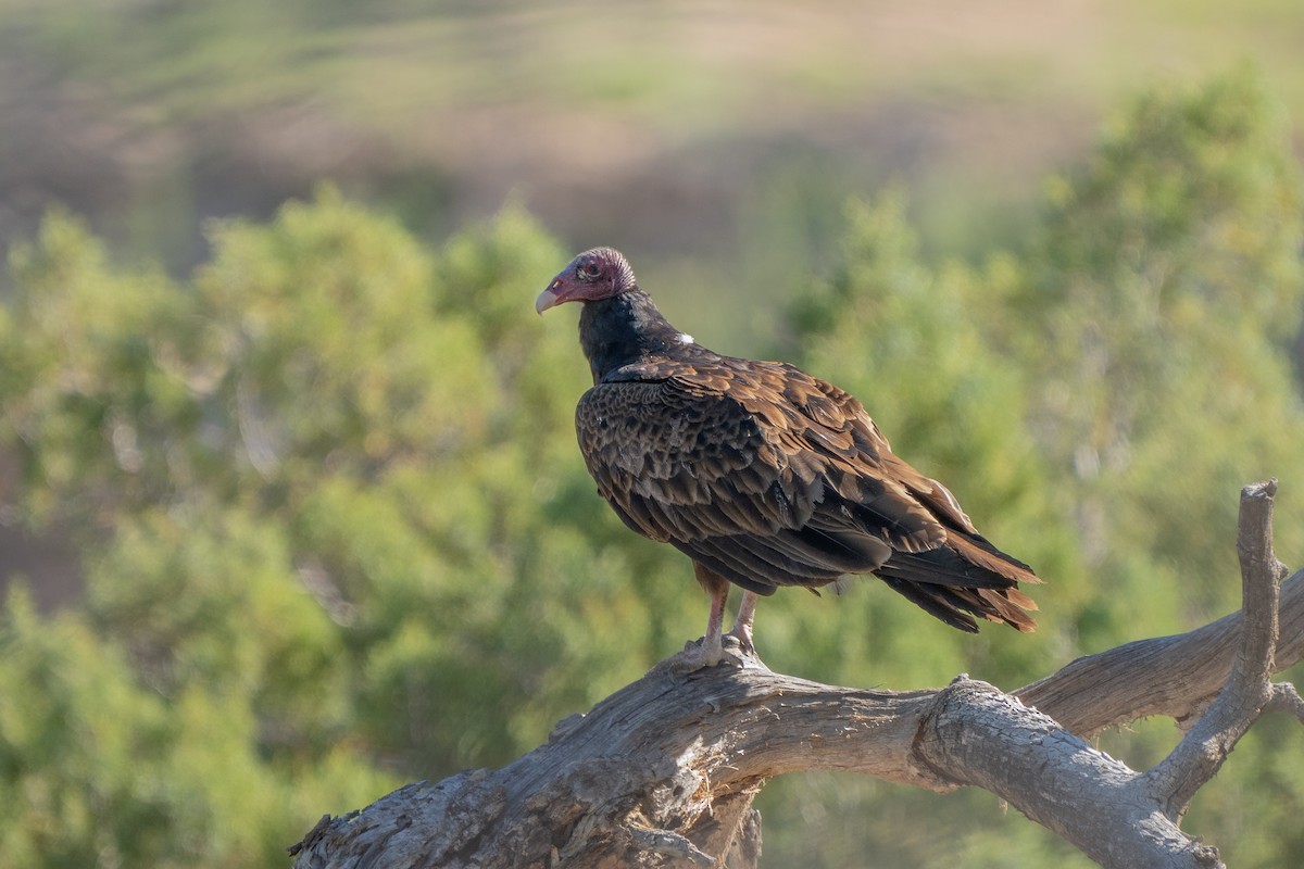 Turkey Vulture - ML587689351