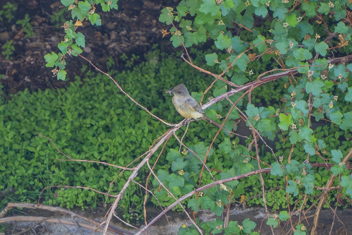 Say's Phoebe - ML587689501