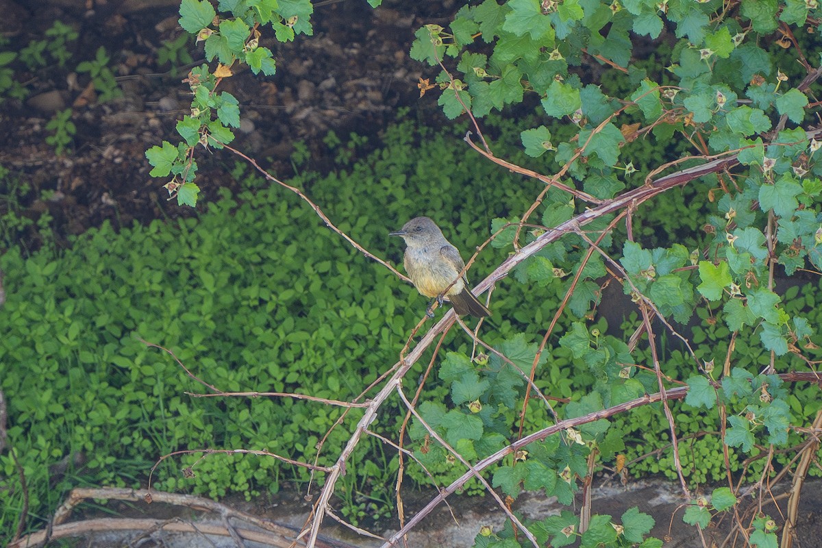 Say's Phoebe - ML587689511