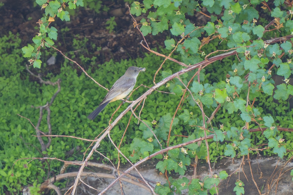Say's Phoebe - ML587689521