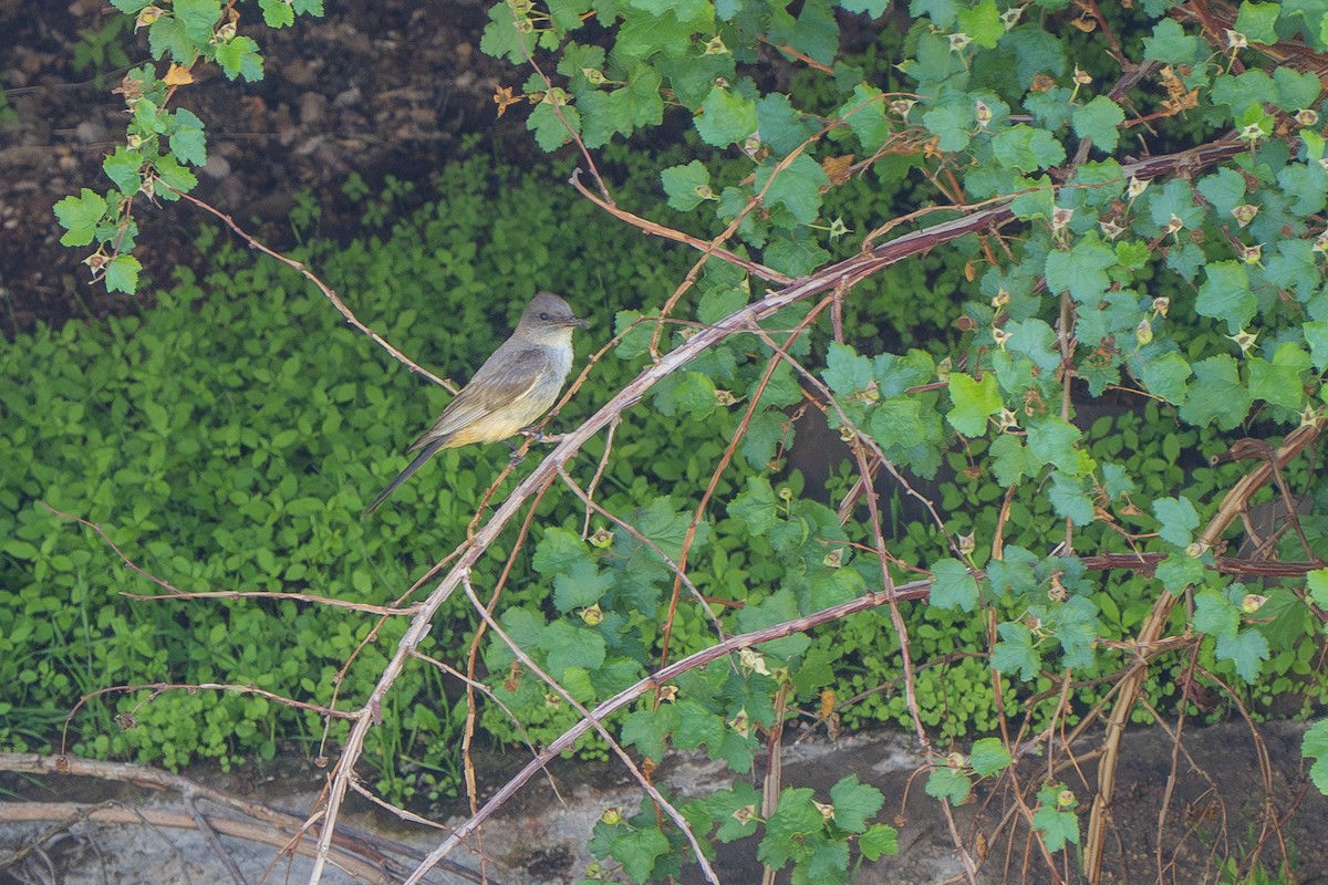 Say's Phoebe - ML587689531