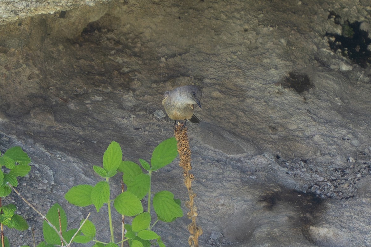 Say's Phoebe - ML587689541