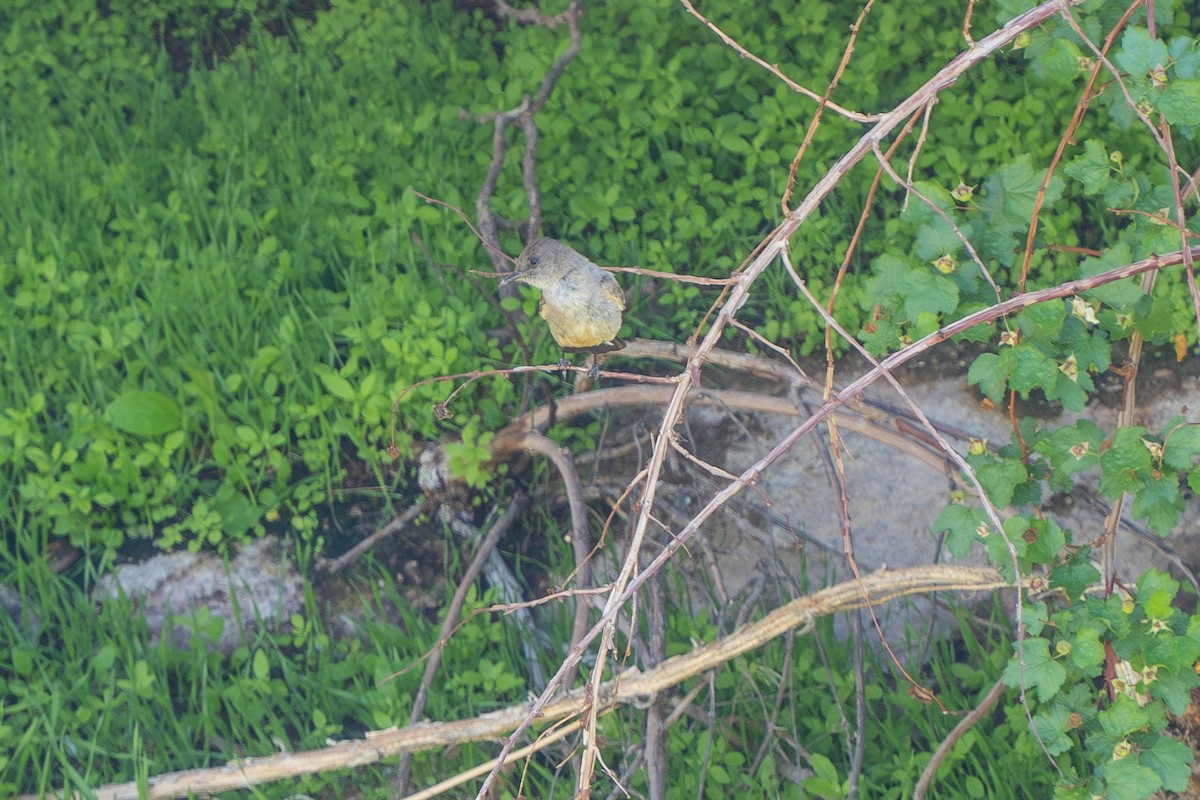 Say's Phoebe - ML587689551