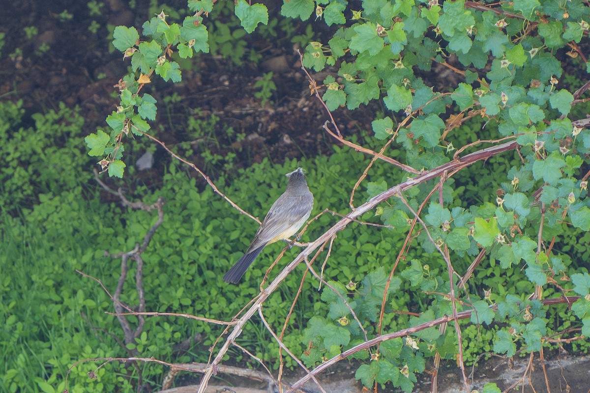 Say's Phoebe - ML587689561