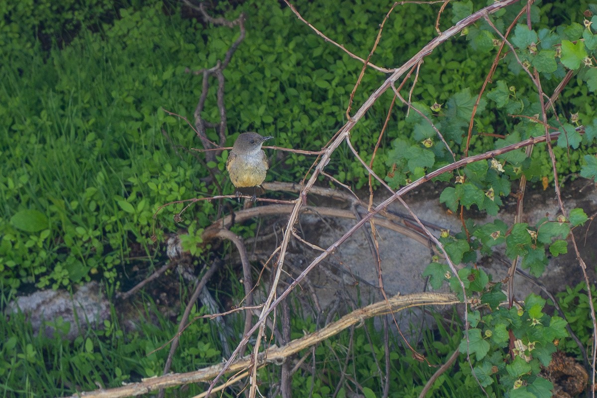 Say's Phoebe - ML587689581
