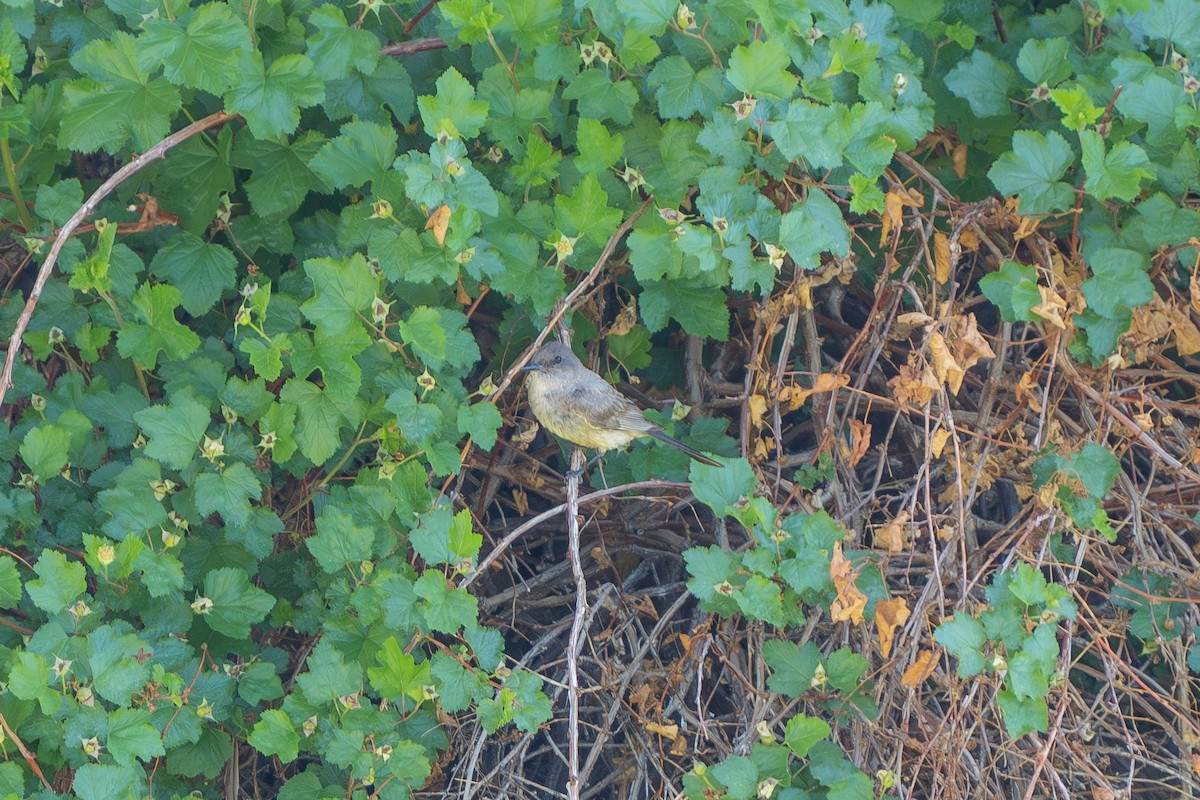 Say's Phoebe - ML587689591