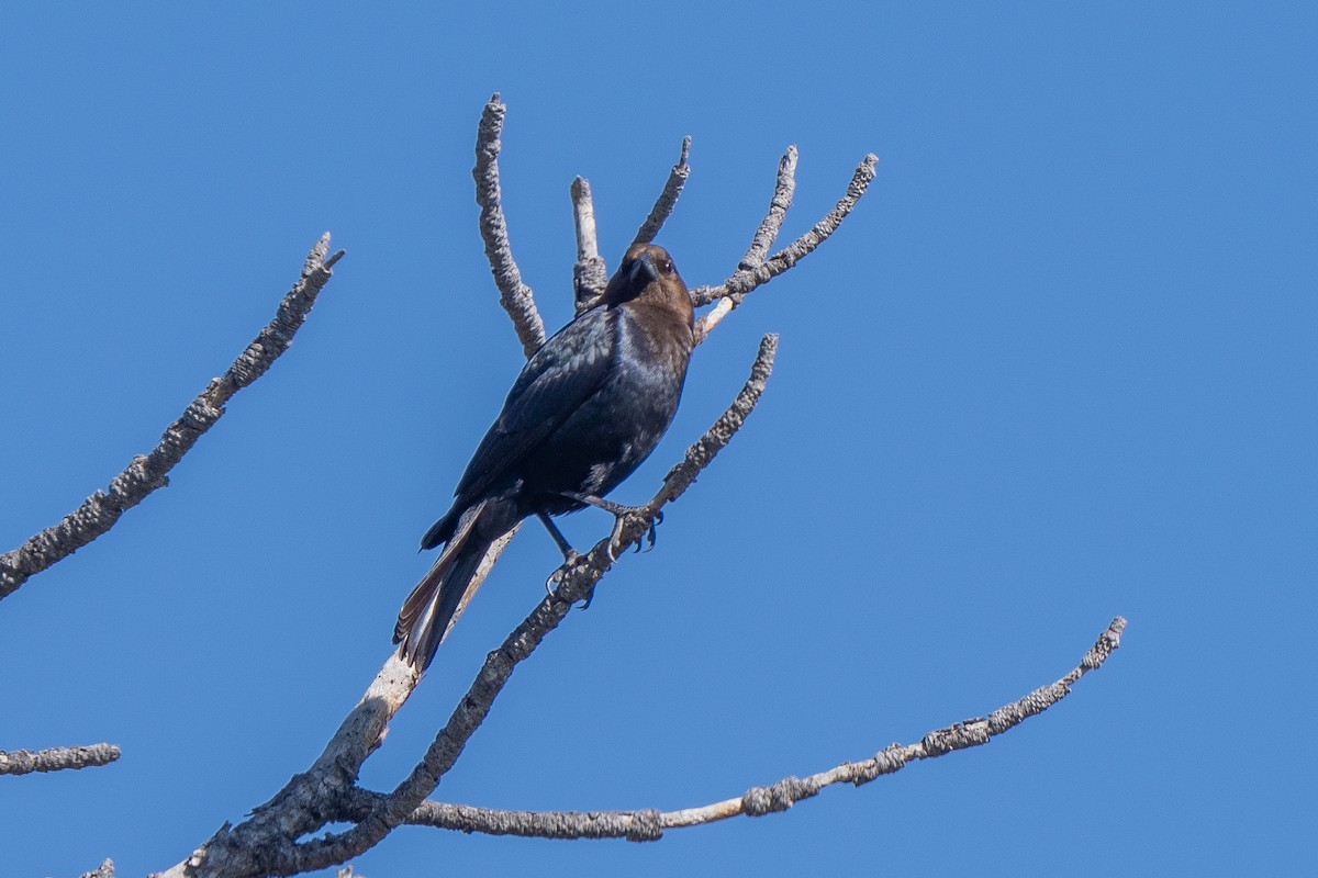 Brown-headed Cowbird - ML587689641