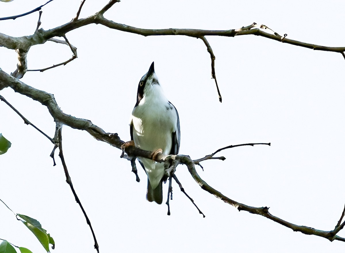 Hooded Tanager - ML587689811