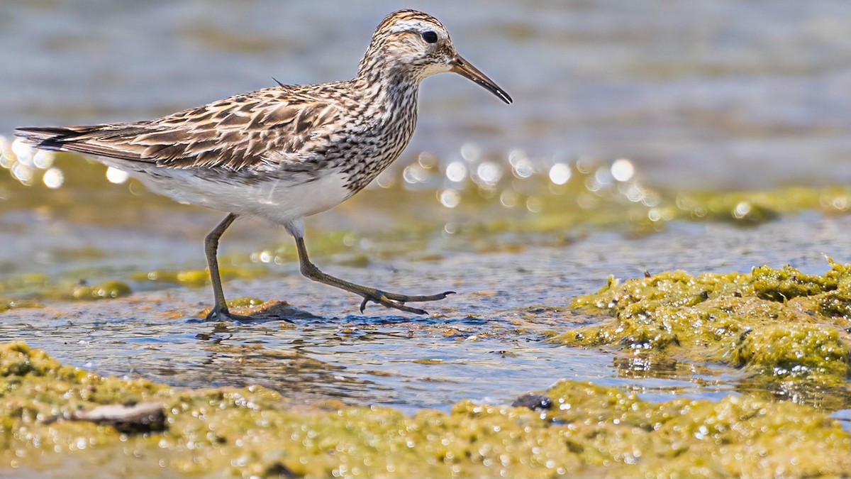 Pectoral Sandpiper - chef Ito