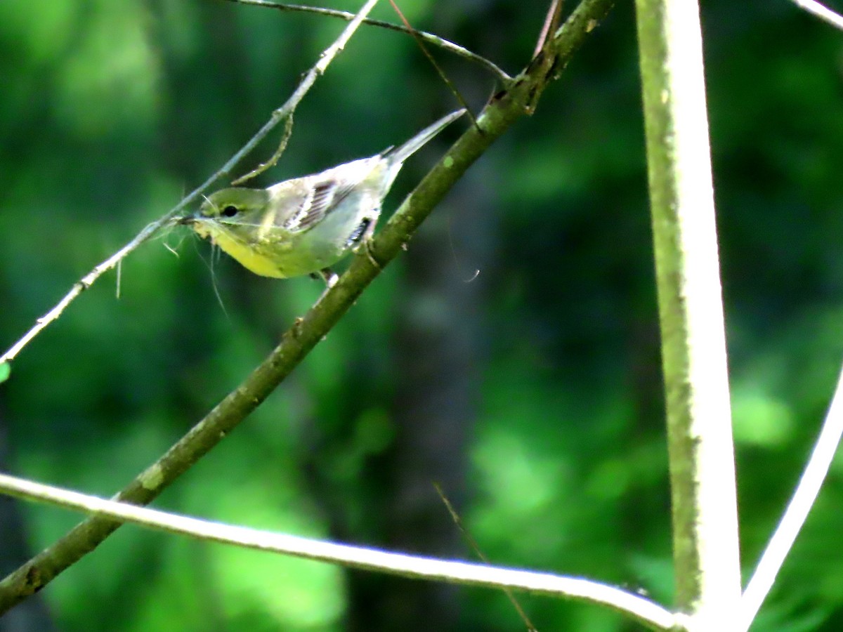 Pine Warbler - ML587689951