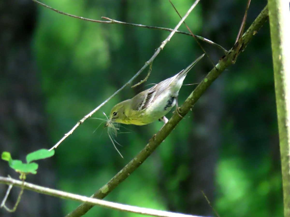 Pine Warbler - ML587689971