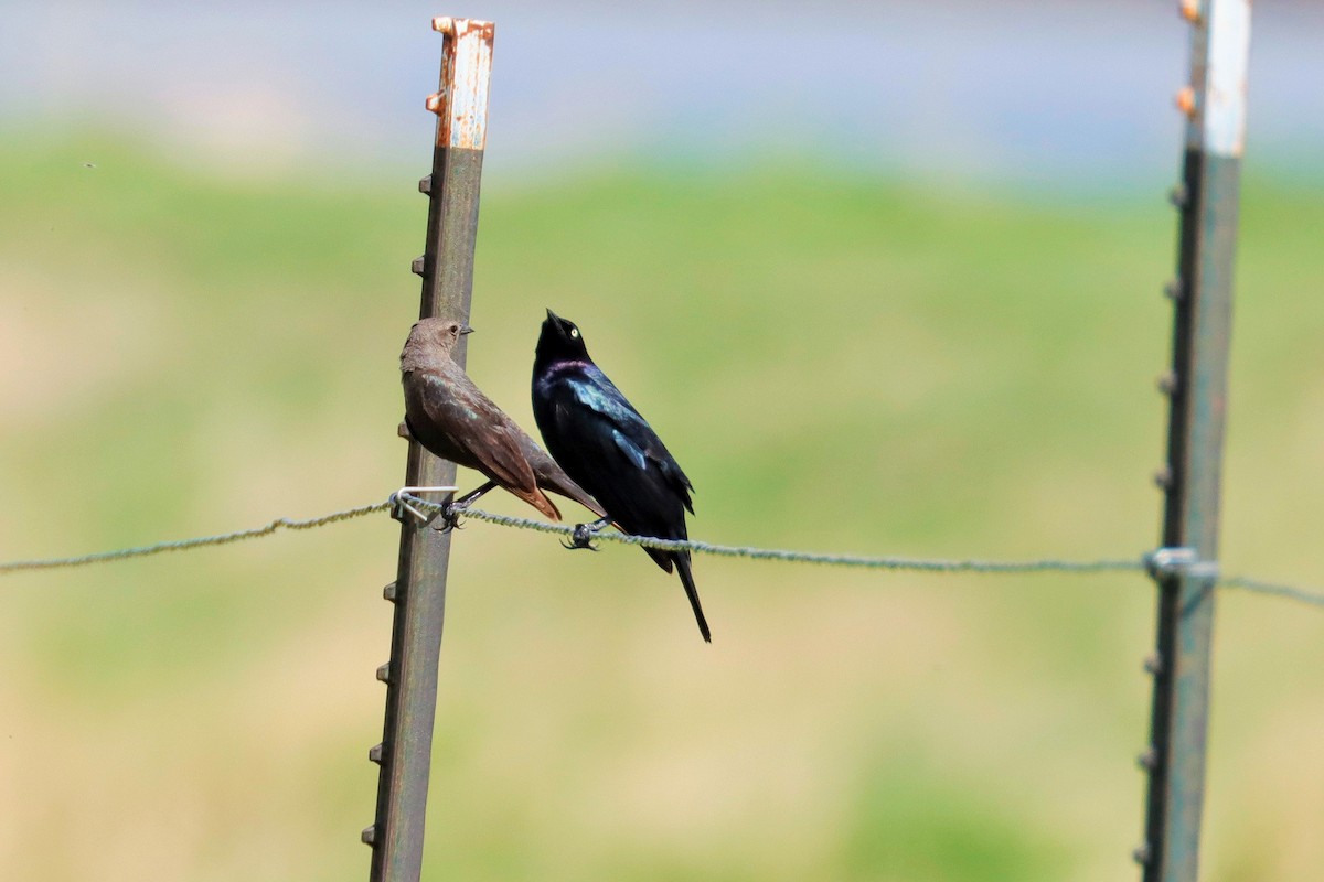 Brewer's Blackbird - ML587690451