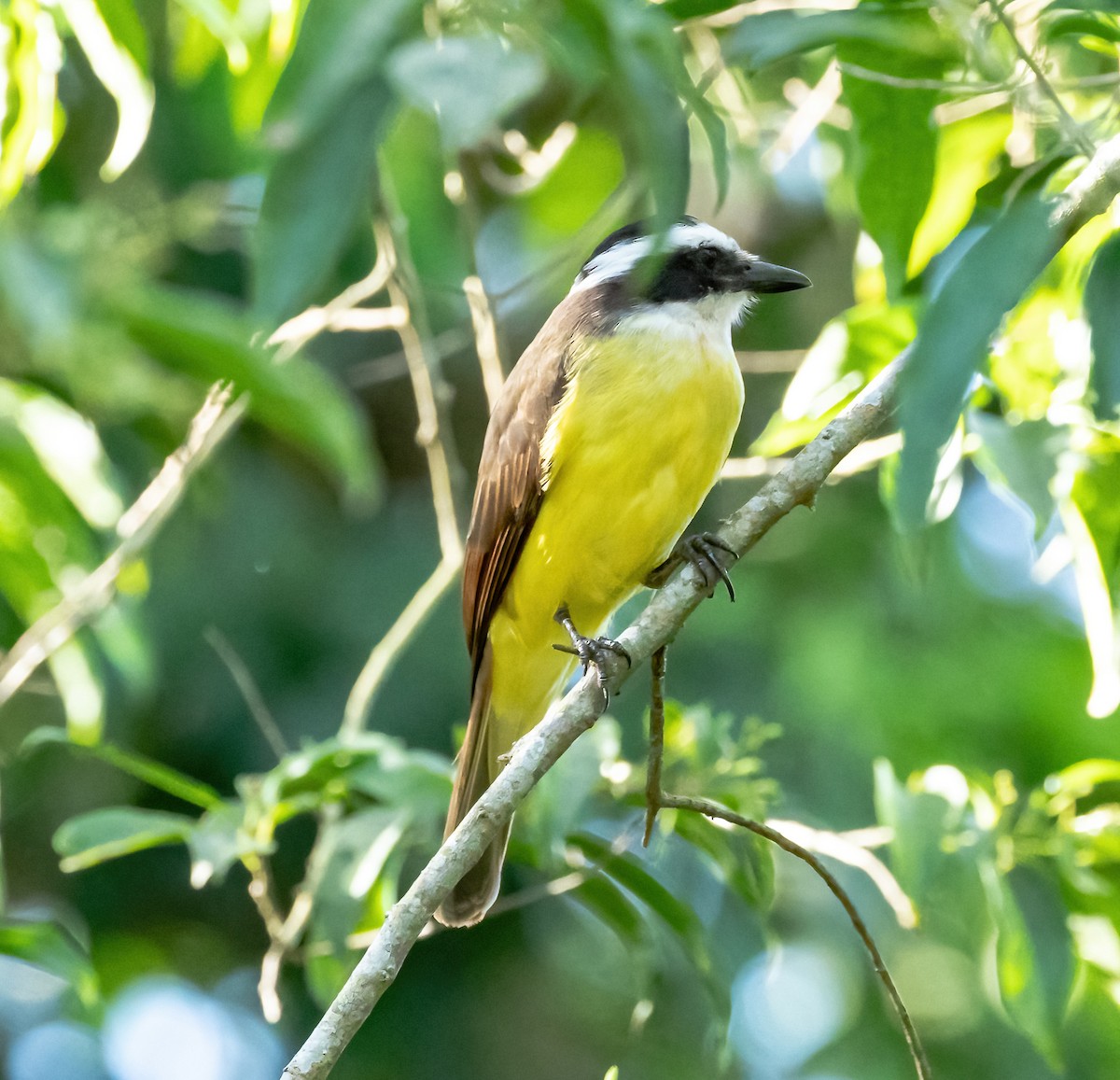 Great Kiskadee - Robert Bochenek