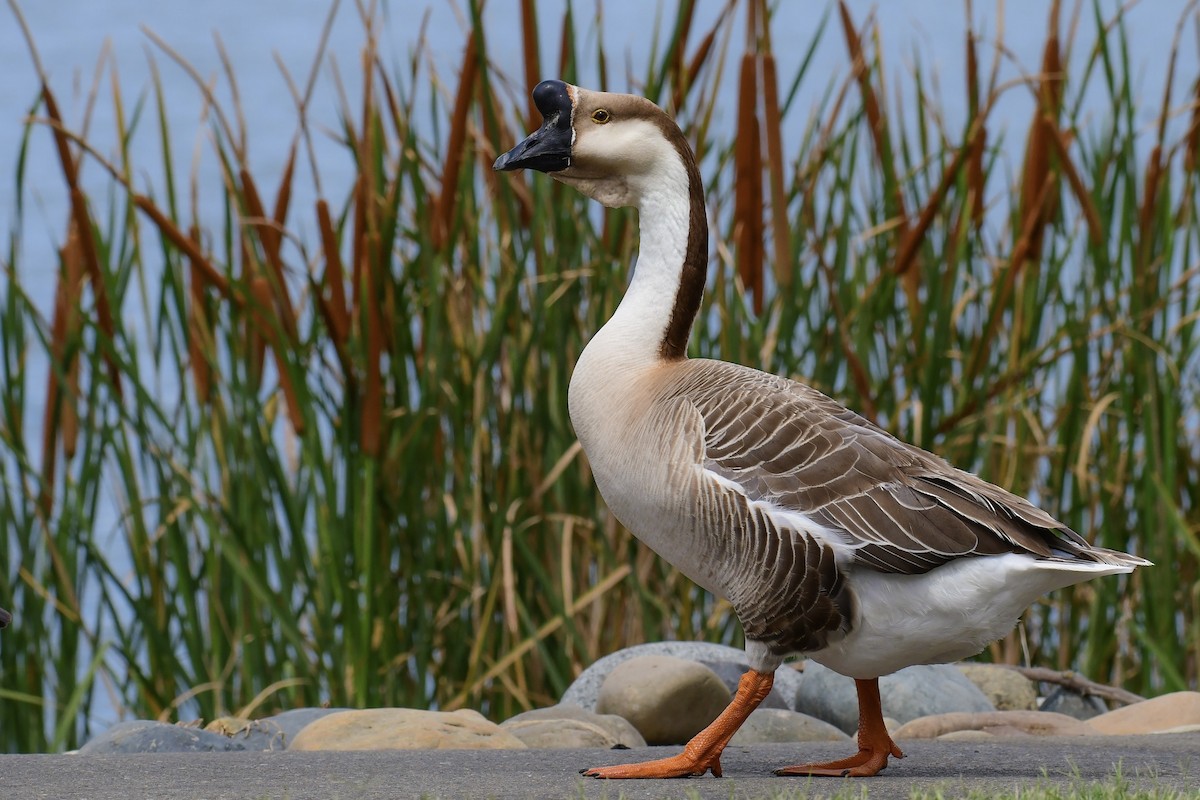 Swan Goose - ML587692091