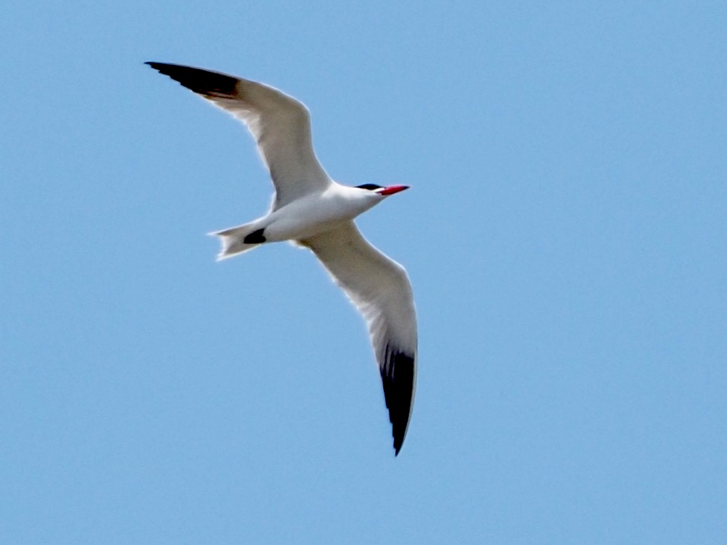 Caspian Tern - ML587692171