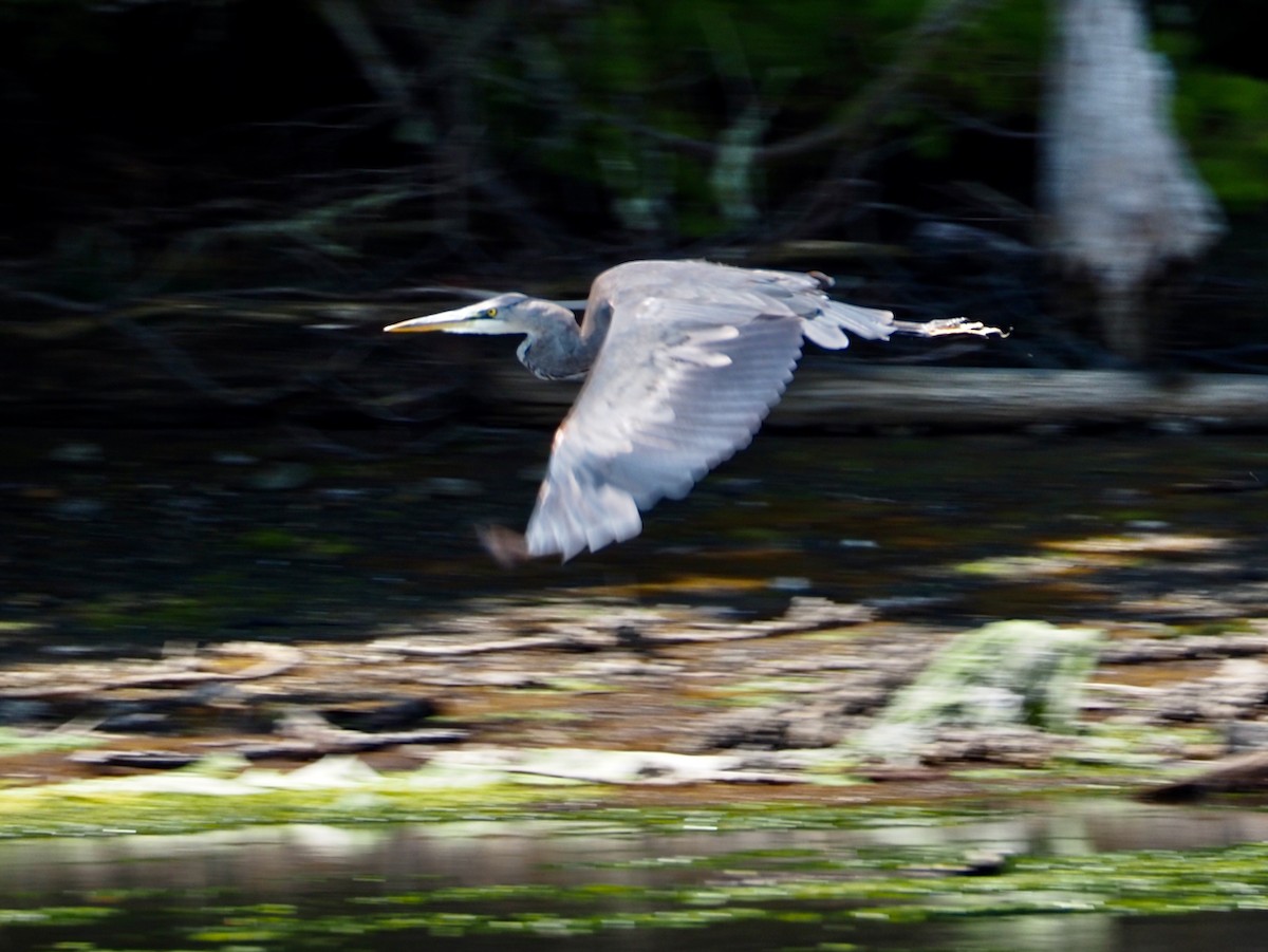 Great Blue Heron - ML587692251