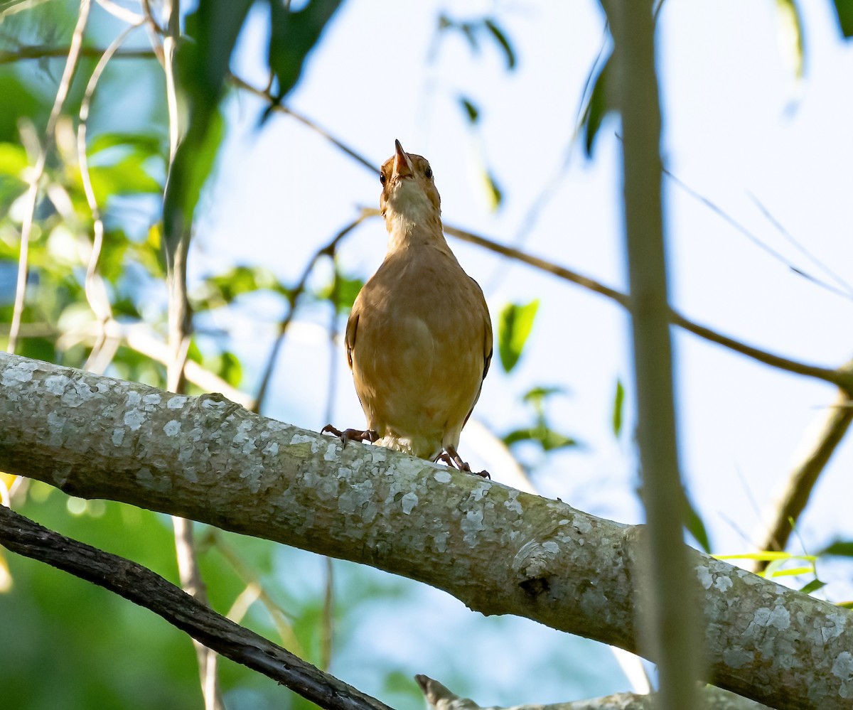 Rufous Hornero - ML587692491