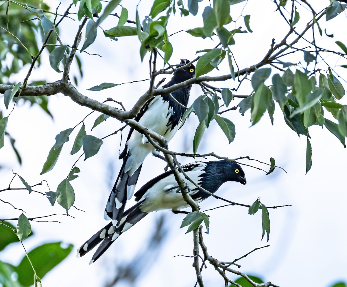 Magpie Tanager - Robert Bochenek