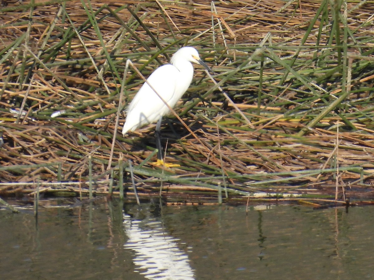 Snowy Egret - Jeanene Daniels